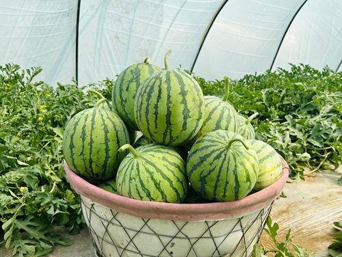 网爆吃瓜视频一区二区三区四区,一区二区三区四区精彩内容大汇总