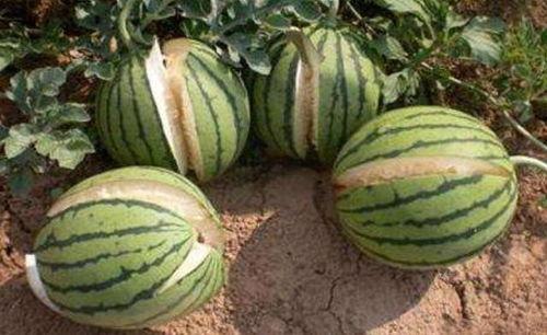 景区吃瓜网红事件真相