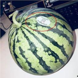 网红极品吃瓜,揭秘娱乐圈幕后真相