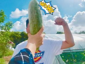 网红极品吃瓜,揭秘娱乐圈幕后真相