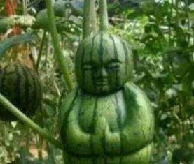 晋城网红吃瓜事件真相,揭秘背后真相与网络舆论风暴