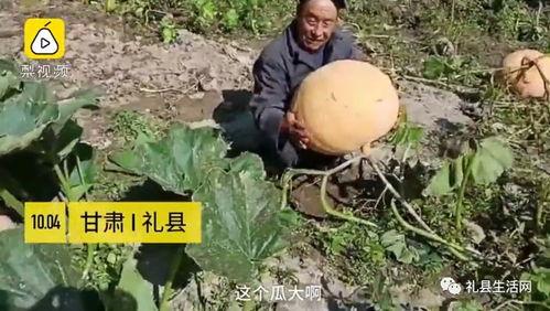 陇南文县网红吃瓜,探寻陇南美食新风尚