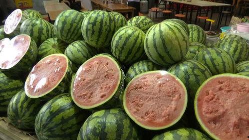 甘肃陇南网红吃两天瓜,两天瓜果盛宴,尽享田园风情