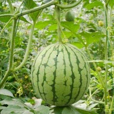 湖州吃瓜事件网红