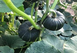 吃日本瓜的网红有哪些人