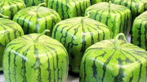 吃日本瓜的网红有哪些人