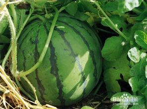 三水区网红吃瓜地方