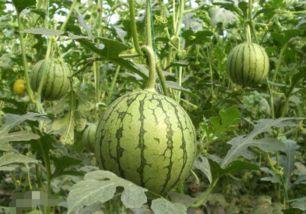 三水区网红吃瓜地方