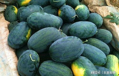 免费黑瓜吃料网入口最新