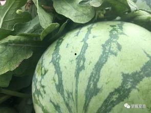 吃瓜胡一天网红,从吃瓜网红到人气明星的蜕变之路