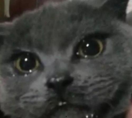 吃瓜网红喵小吉,吃瓜网红的趣味生活揭秘