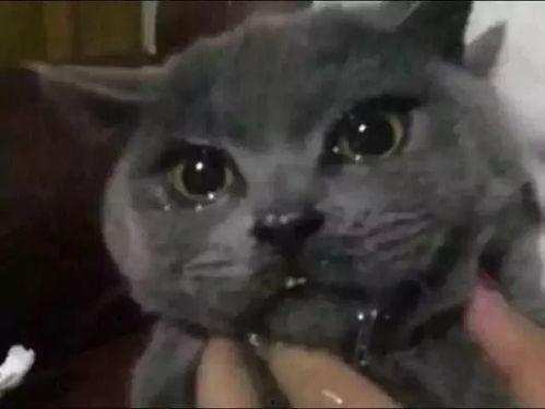 吃瓜网红喵小吉,吃瓜网红的趣味生活揭秘