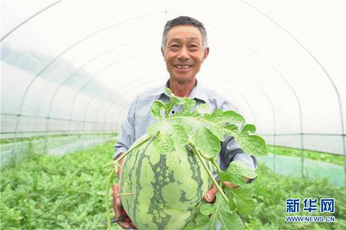 瓜农吃瓜网院长,揭秘瓜农背后的故事与智慧