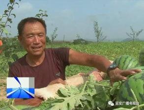 瓜农吃瓜网院长,揭秘瓜农背后的故事与智慧