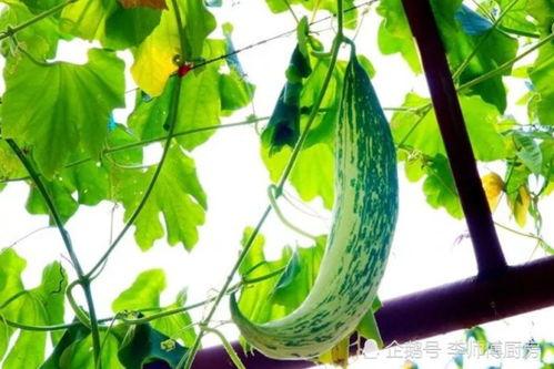 为什么找不到吃瓜网了,吃瓜网神秘消失的背后原因