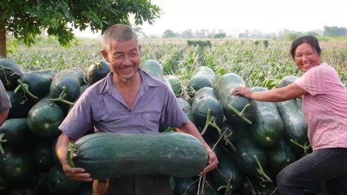 鲁山网红吃瓜比赛直播