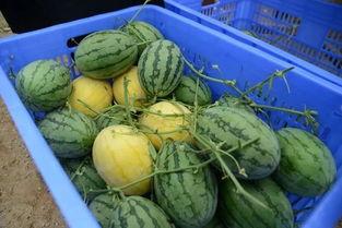 网红吃瓜群怎么进去的,如何轻松加入神秘社交圈