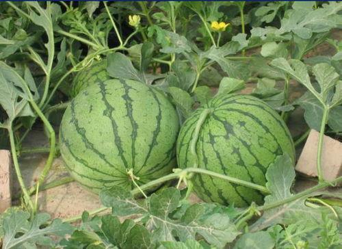 兴化网红吃瓜事件,一场网络狂欢背后的真相揭秘