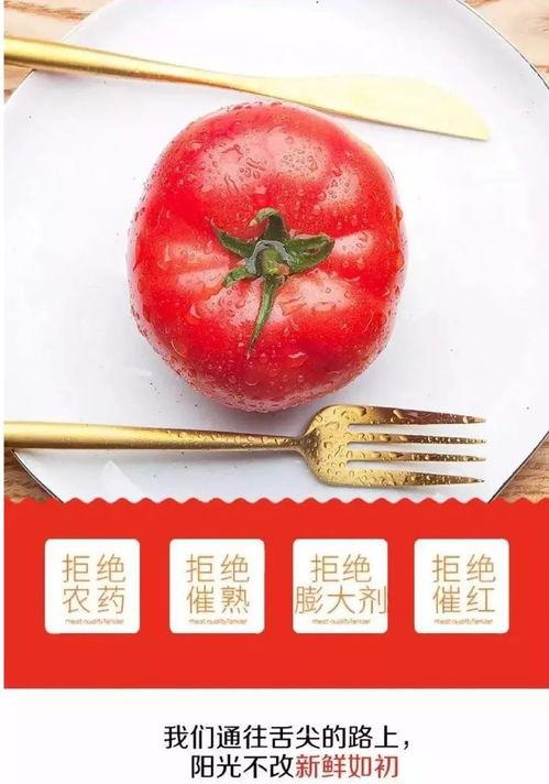 网红泡椒番茄吃瓜,揭秘美食背后的故事