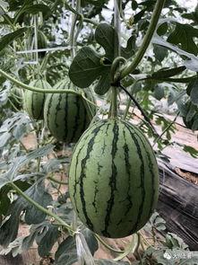 近期热门吃瓜网红有哪些,揭秘网络红人的崛起之路