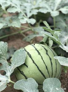 近期热门吃瓜网红有哪些,揭秘网络红人的崛起之路