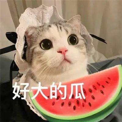 网红吃瓜小说,网红吃瓜背后的风云涌动