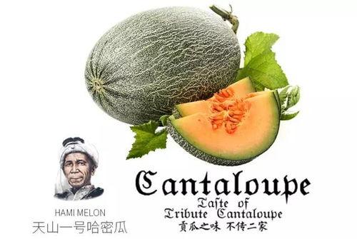 吃网红瓜网站推荐免费,跟随吃瓜网站，探索免费娱乐新潮流