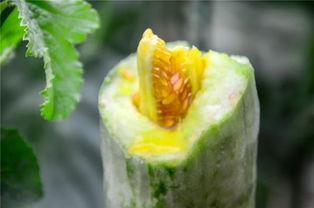 网红小鱼海棠吃瓜,吃瓜背后的故事与真相