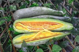 网红小鱼海棠吃瓜,吃瓜背后的故事与真相