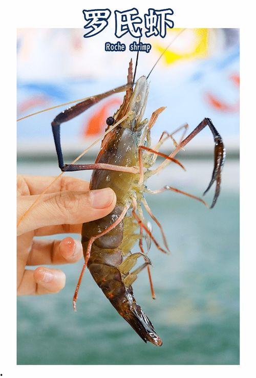 石狮网红吃瓜,揭秘网络红人的真实一面