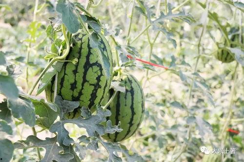 吃网红的大瓜叫什么名字,一场舌尖上的狂欢